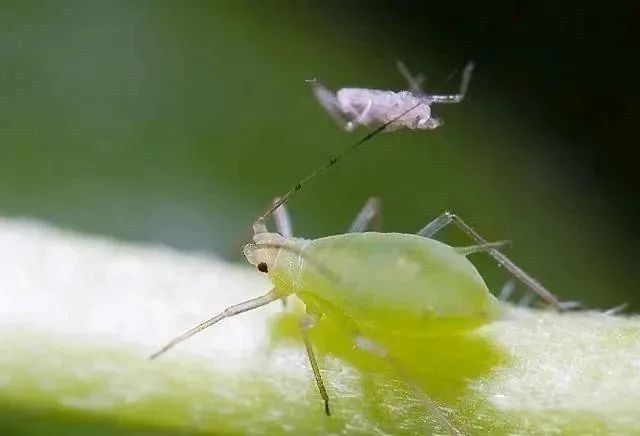 警惕！春天這些病蟲害很容易發(fā)生