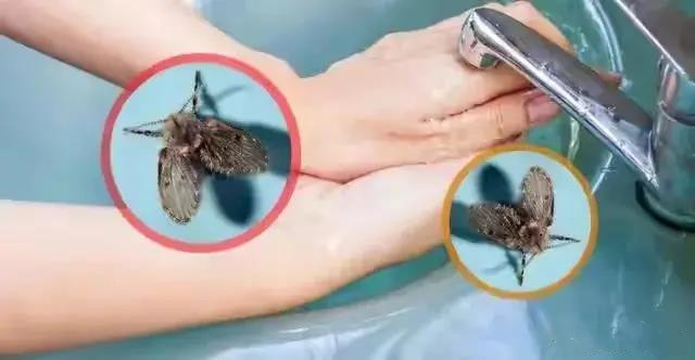 衛(wèi)生間為什么會有小蟲子？怎么消滅？